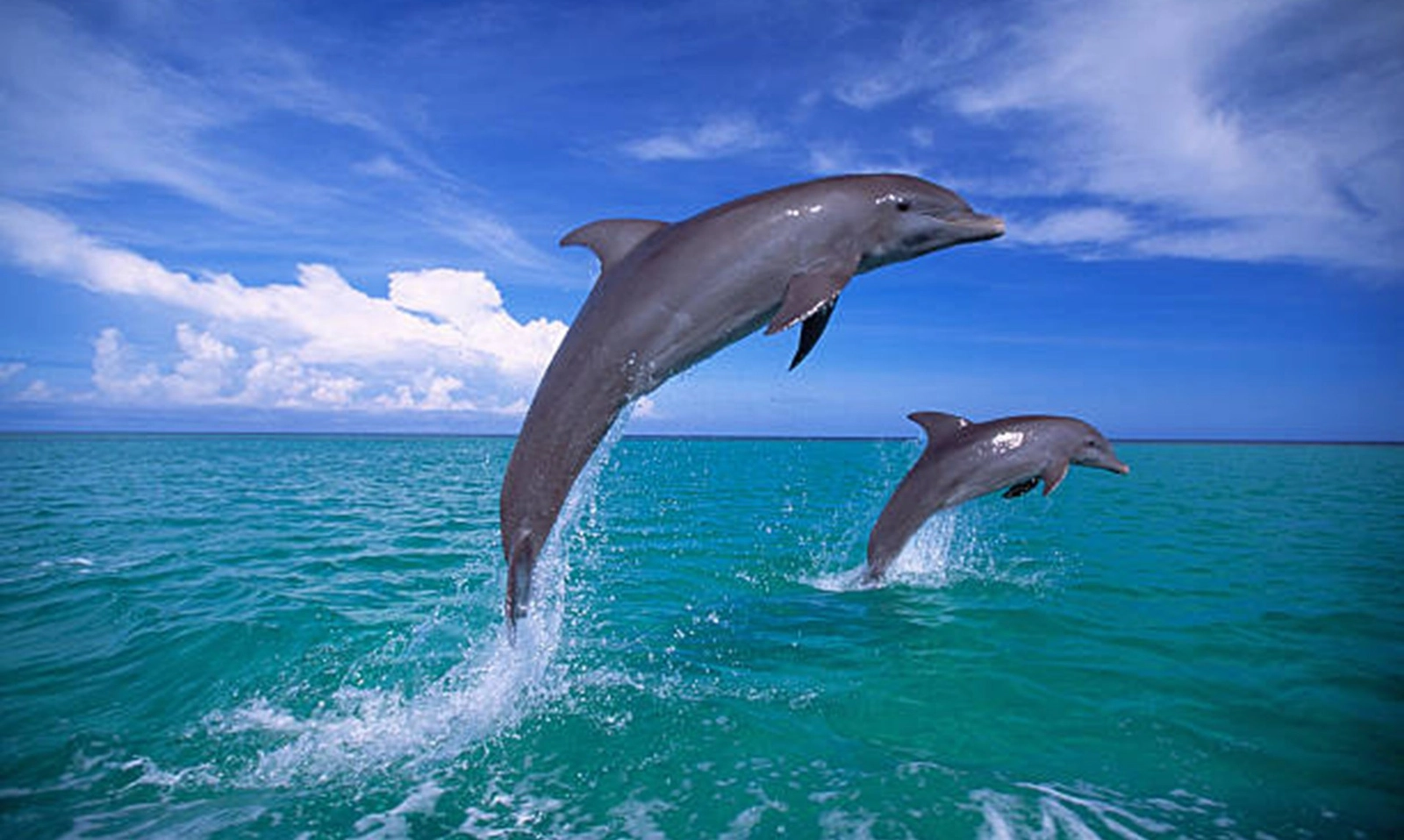 Cá heo đực có “tình bạn bền chặt” sẽ lão hóa chậm hơn