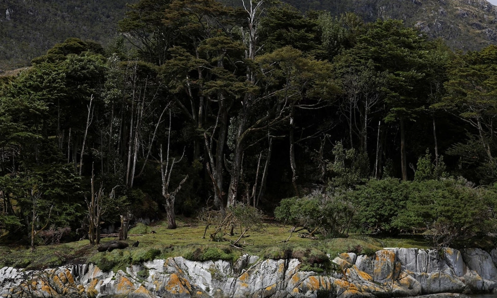 Chile sẽ thành lập vườn quốc gia mới để bảo tồn bảo vệ động vật hoang dã