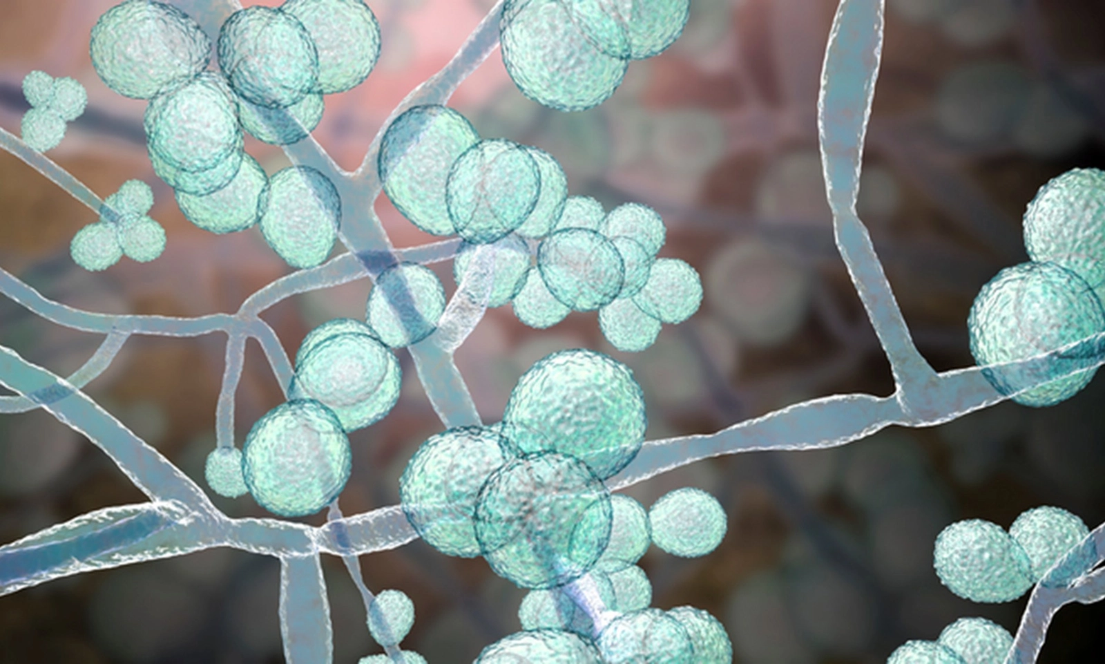 Nấm Candida auris chết người lan rộng trên toàn cầu