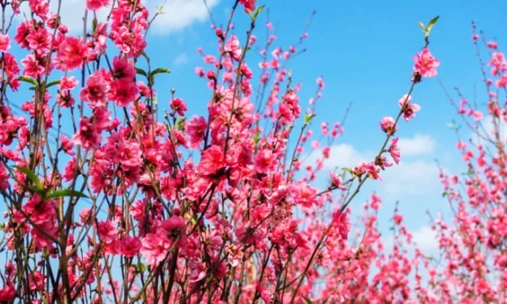 Thủ tướng: tổ chức Tết Bính Ngọ 2026 vui tươi, lành mạnh, an toàn, tiết kiệm