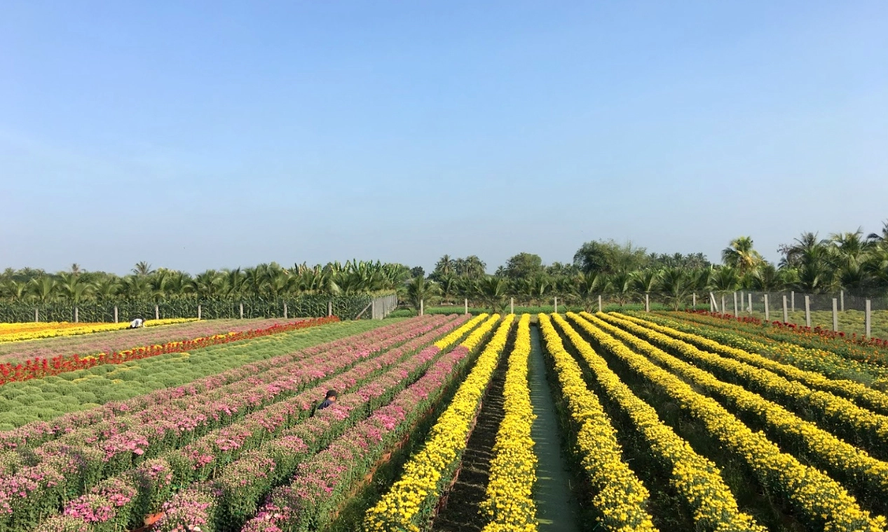 Làng hoa miền Tây hứa hẹn bội thu dịp Tết