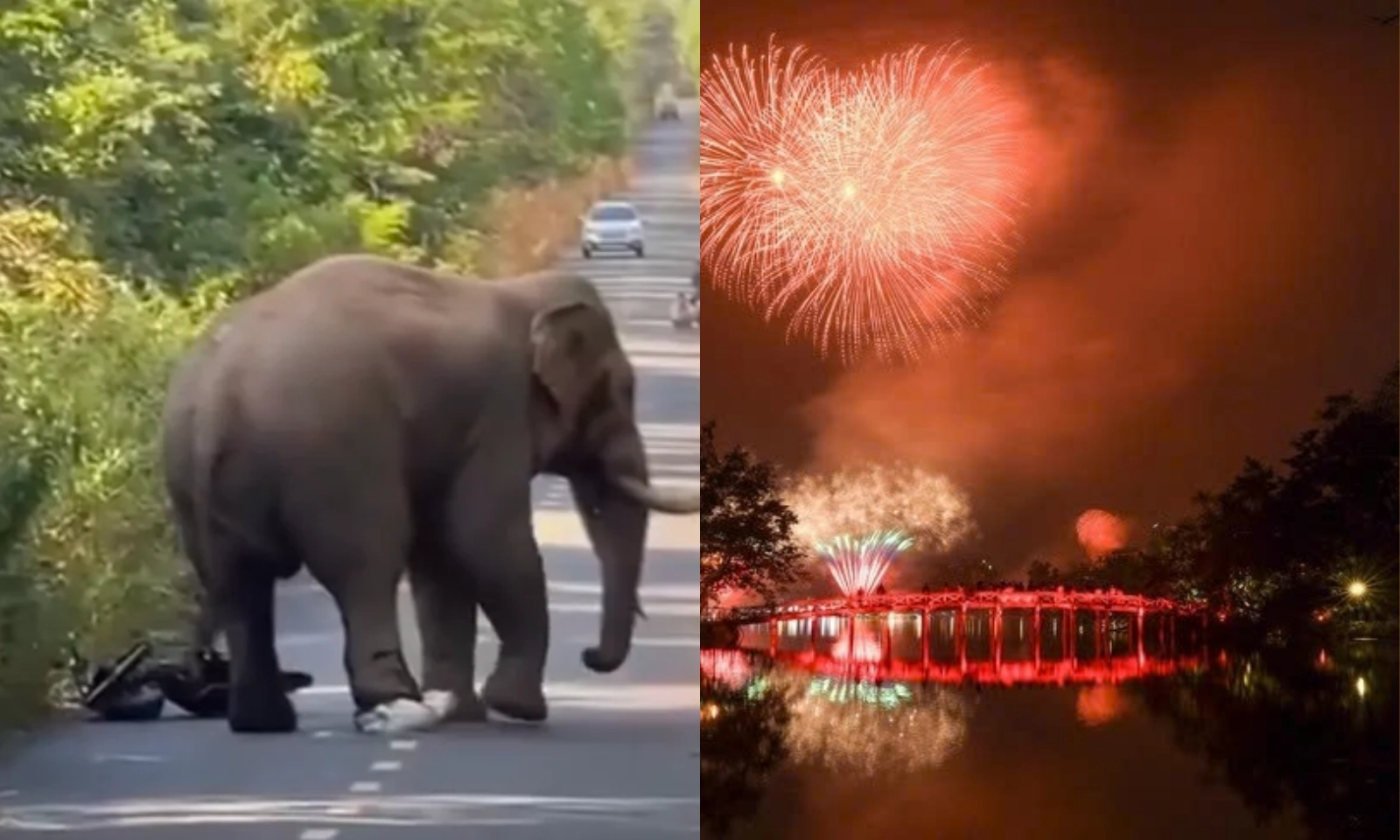 Điểm tin chiều 10/01: Hà Nội bắn pháo hoa sau Đại hội 14 | Voi rừng “ngà lệch” xuất hiện trên đường