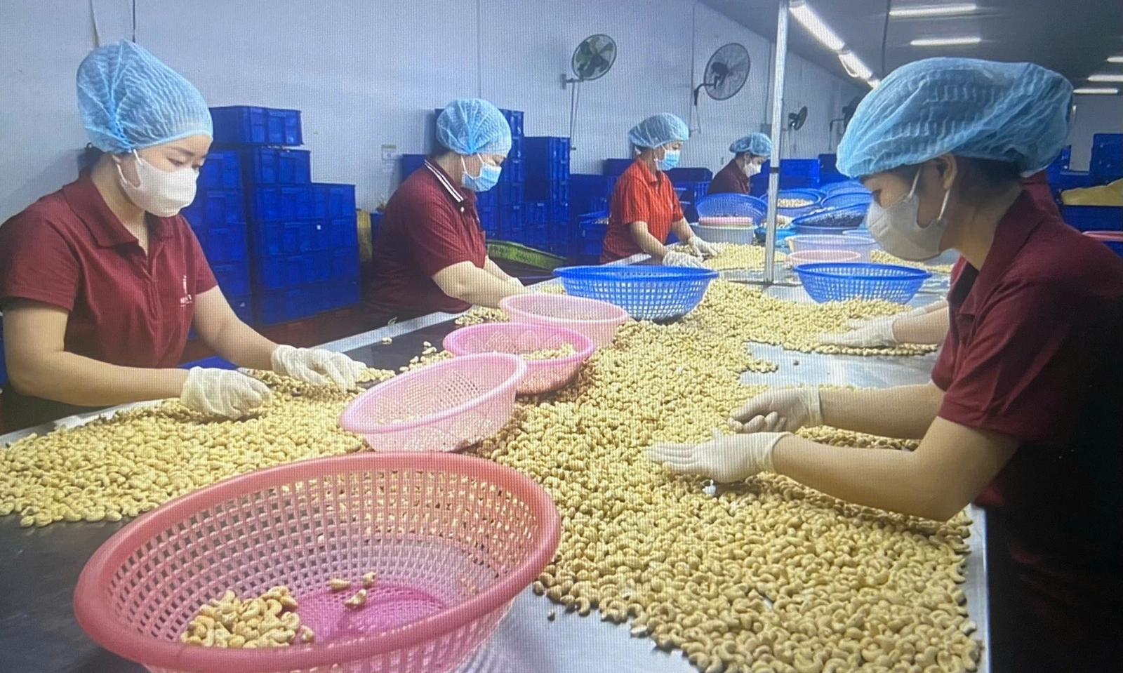 Lần đầu tiên ngành điều Việt Nam xuất khẩu trên 5 tỷ USD.