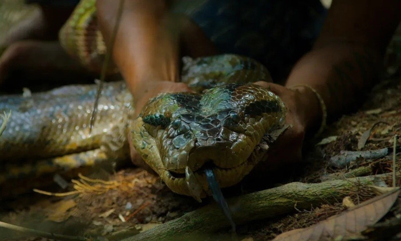 Trăn khổng lồ dài hơn 7m ở Indonesia được Guinness công nhận kỷ lục