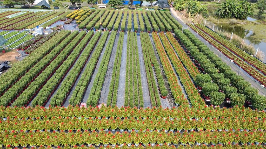 Làng hoa Thới An gieo xuân cho TPHCM