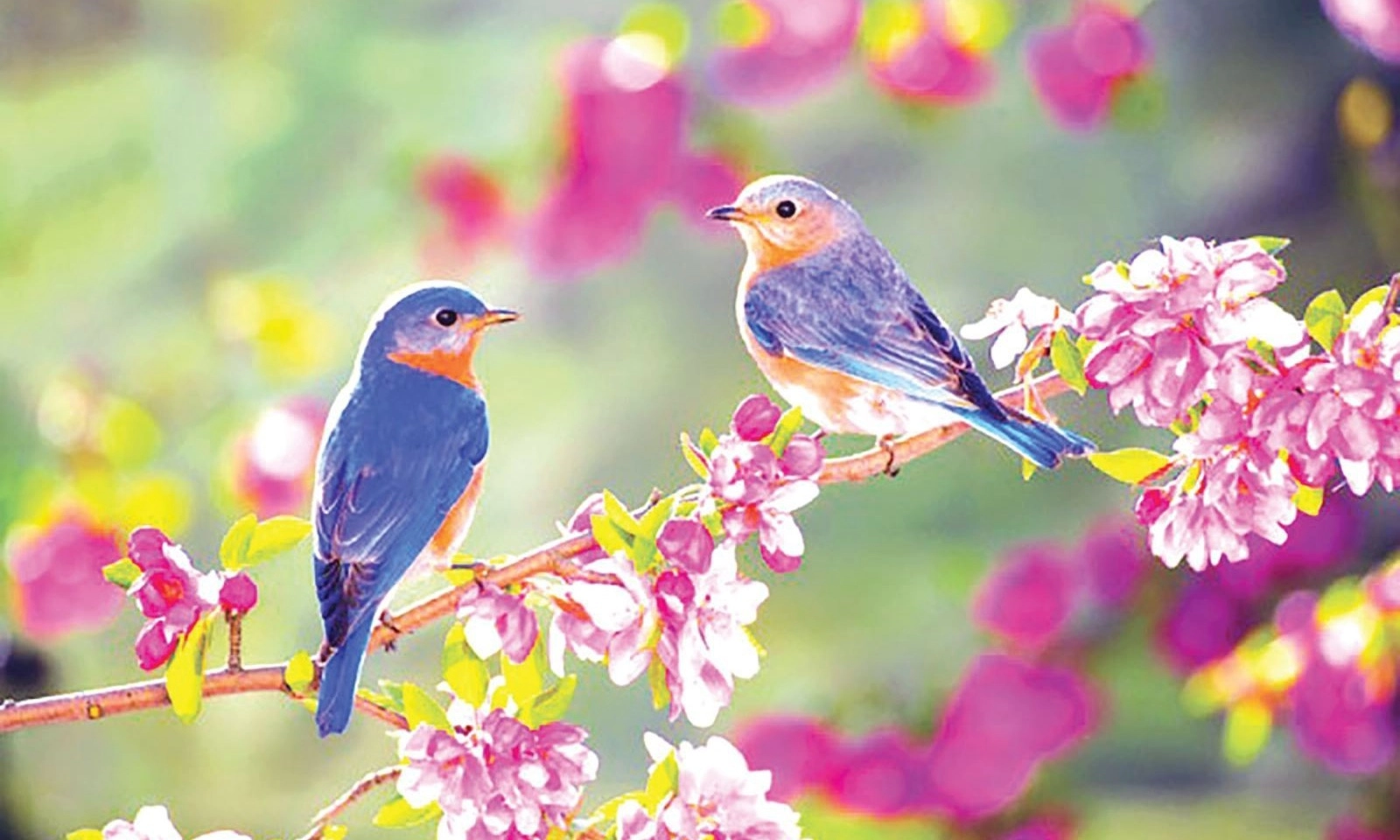 Hàng ngàn chim én phủ kín dây điện trung tâm Đồng Tháp, người dân thích thú