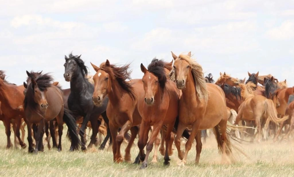 Hình tượng ngựa và những tầng ý nghĩa qua các nền văn hóa