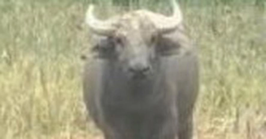 Trâu húc 2 người bị thương ở Quảng Trị