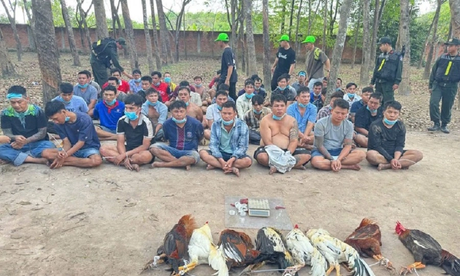 Công an TPHCM đột kích trường gà, sòng bạc dịp Tết