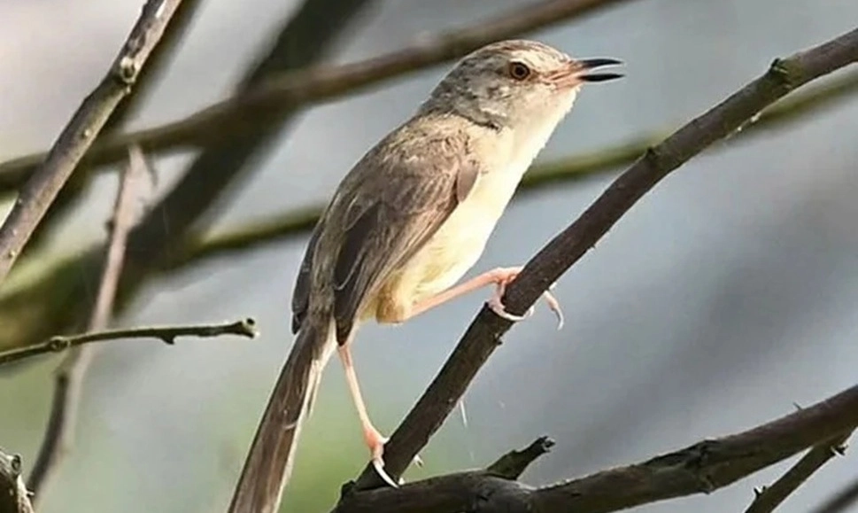 Phát hiện thêm 4 loài chim quý hiếm tại Vườn quốc gia Phong Nha - Kẻ Bàng