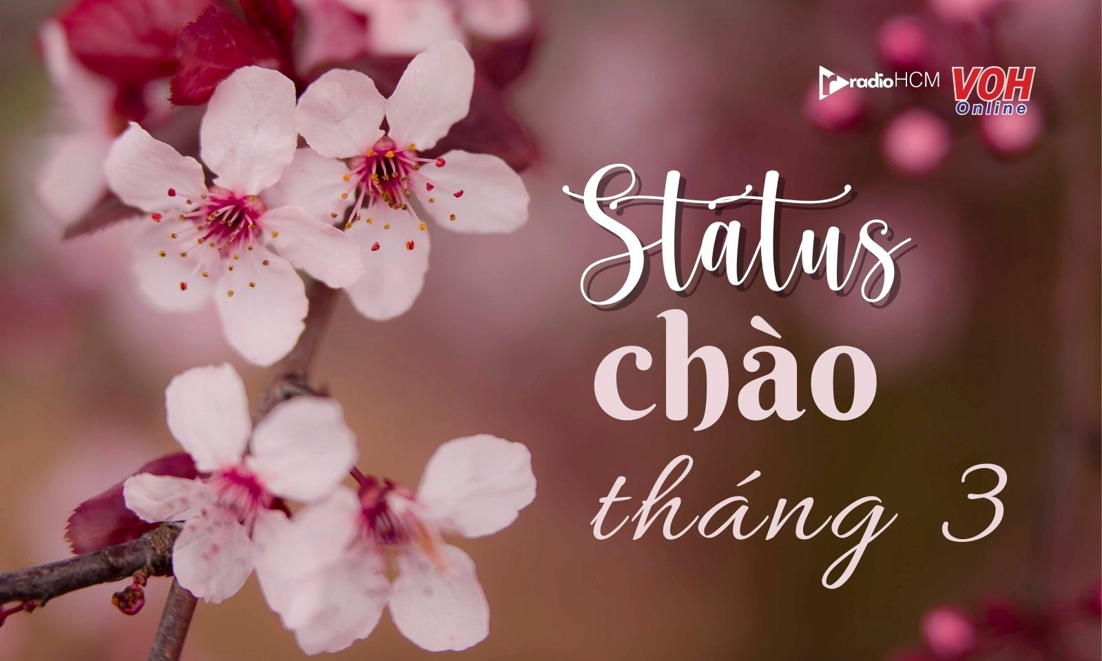 50+ stt chào tháng 3 sâu lắng, giàu cảm xúc
