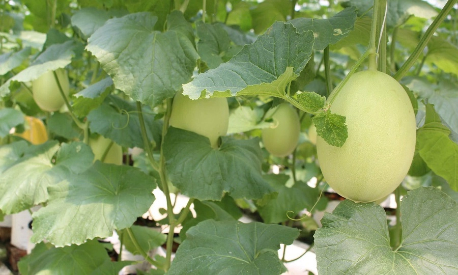 Quỹ hỗ trợ David Dương: Điểm tựa cho nông dân