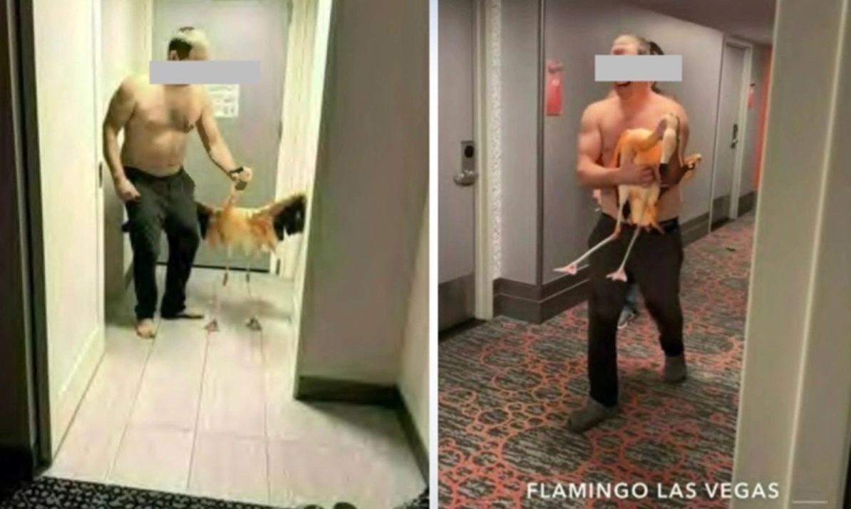 Du khách gây sốc khi quấn hồng hạc vào áo, đưa lên phòng khách sạn