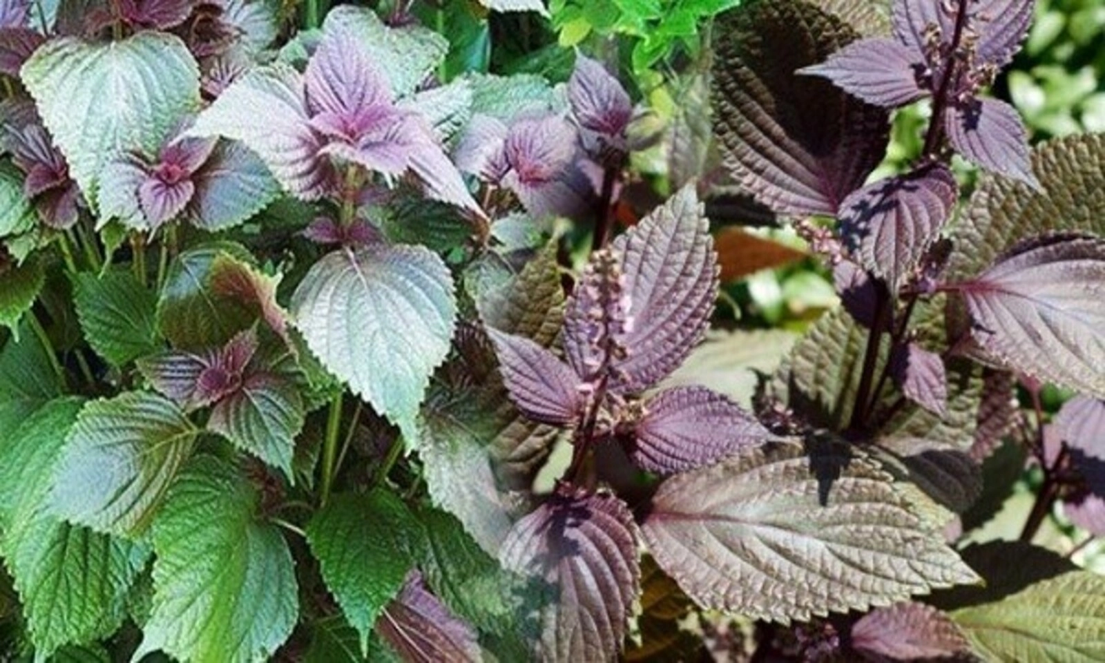 Những loại rau tốt cho người đau dạ dày nên bổ sung mỗi ngày