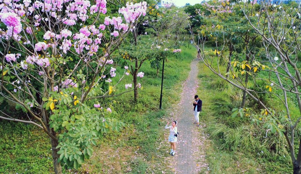 Vườn kèn hồng ở TPHCM thu hút đông người đến chụp ảnh