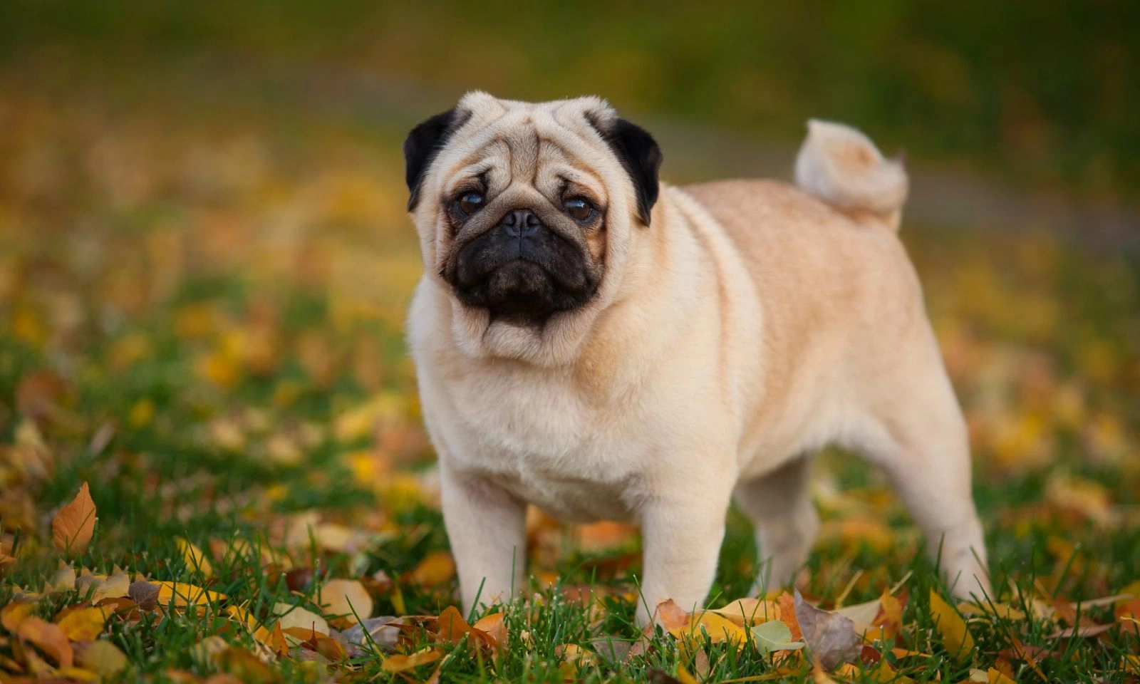 3 con giáp được quý nhân hỗ trợ, sự nghiệp thăng hoa cuối tháng 3/2026