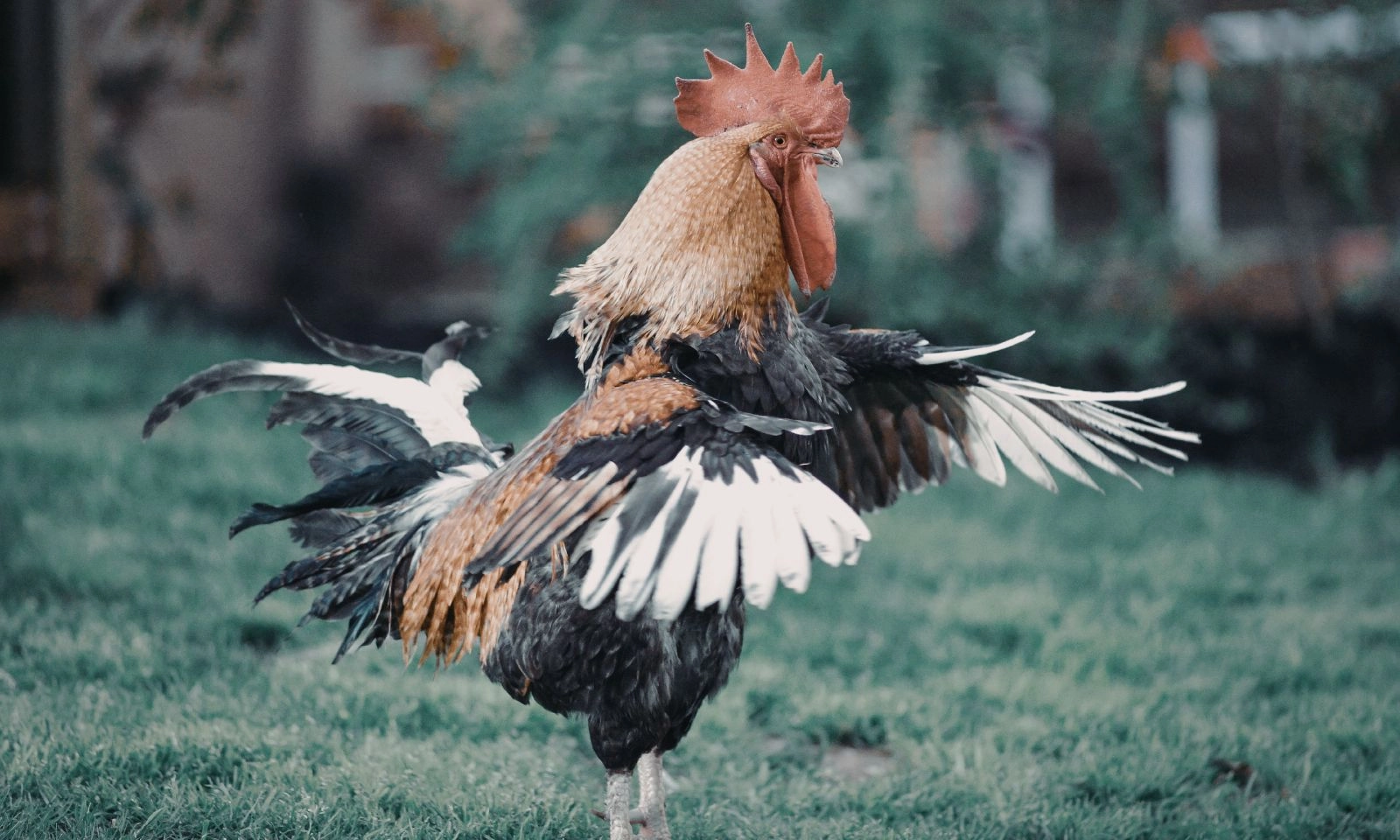 4 con giáp gặt hái tài lộc, gặp vận may tiền bạc trong quý 2 năm 2026