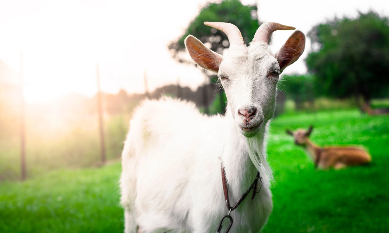 3 con giáp có “nhân duyên” với bất động sản, mua đất là lời