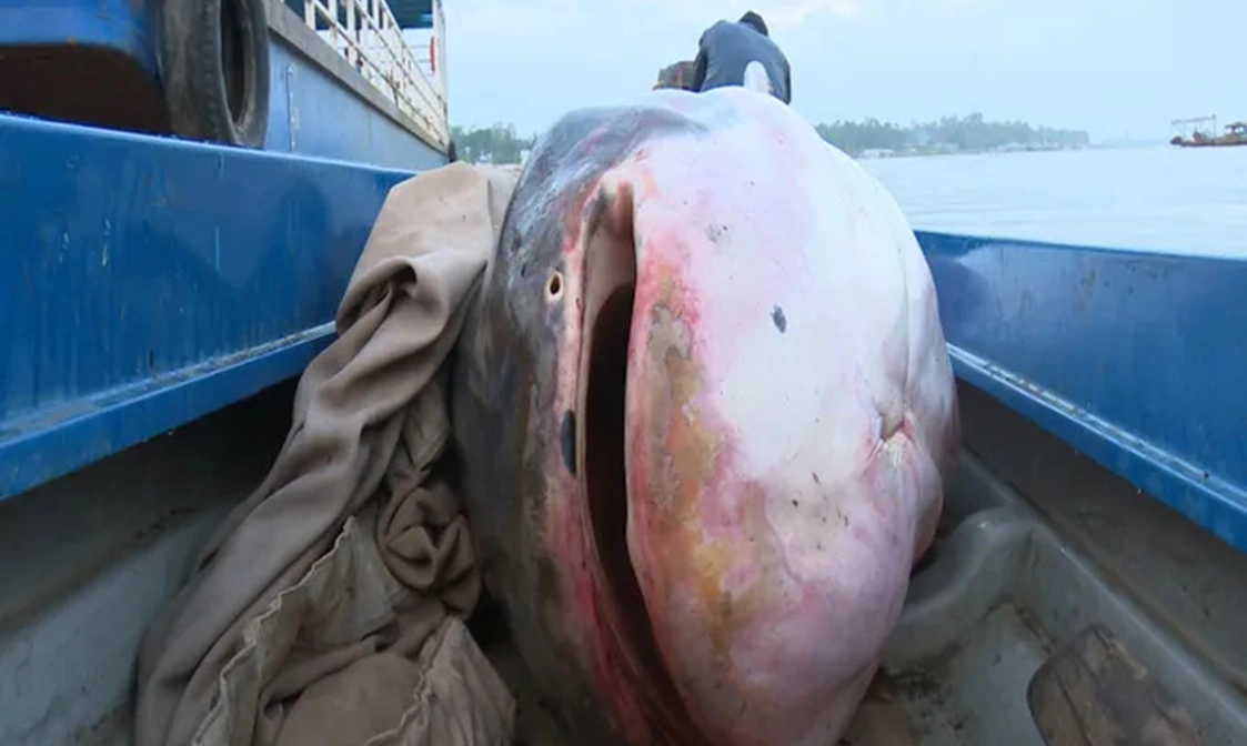 Bắt được cá tra “khổng lồ”, cả chục người vật lộn kéo lên bờ