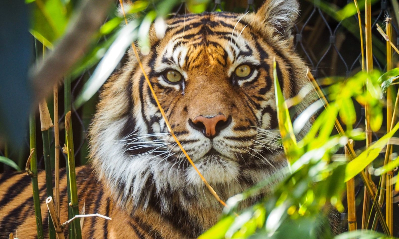 3 con giáp bứt phá ngoạn mục, rủng rỉnh tài lộc trong tháng 4/2026