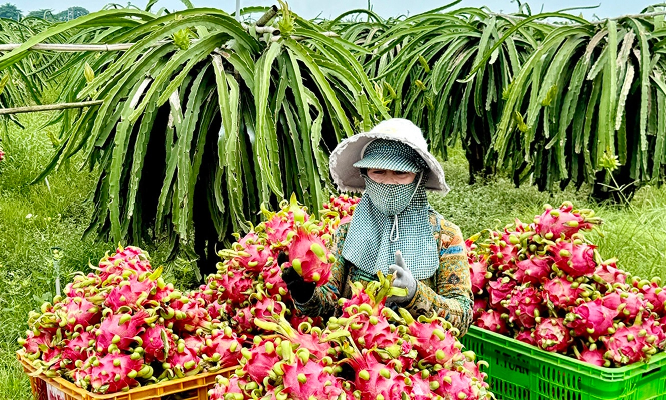 Thanh long, chanh dây Việt Nam có nguy cơ bị EU siết nhập khẩu