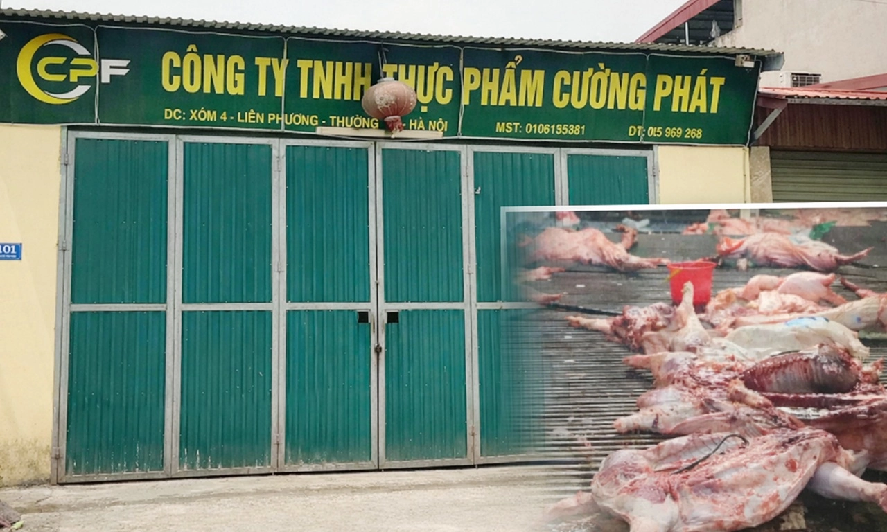 300 tấn heo bệnh lọt vào bếp ăn trường học: Nguy cơ gì khi ăn phải thịt nhiễm bệnh?