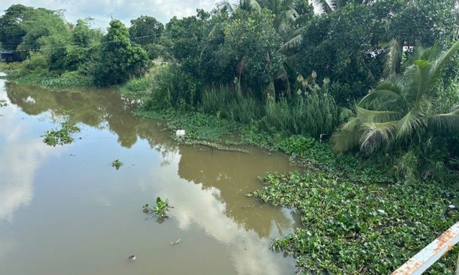 Tây Ninh cảnh báo khẩn vụ cá sấu xuất hiện trên kênh