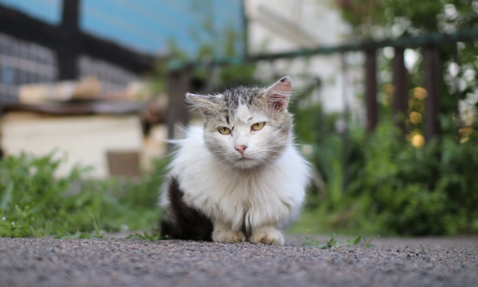 3 con giáp hưởng phước Trời ban, phú quý cả đời nhờ ăn ở hiền lành