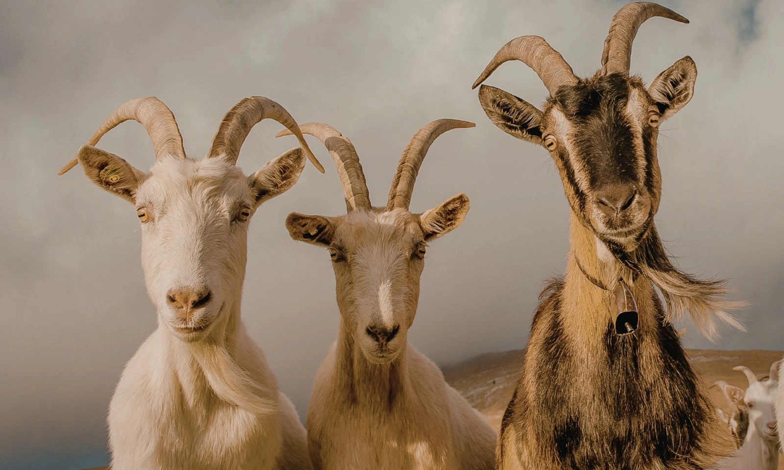 Top 3 con giáp đếm tiền mỏi tay 2 tuần cuối tháng 4/2026