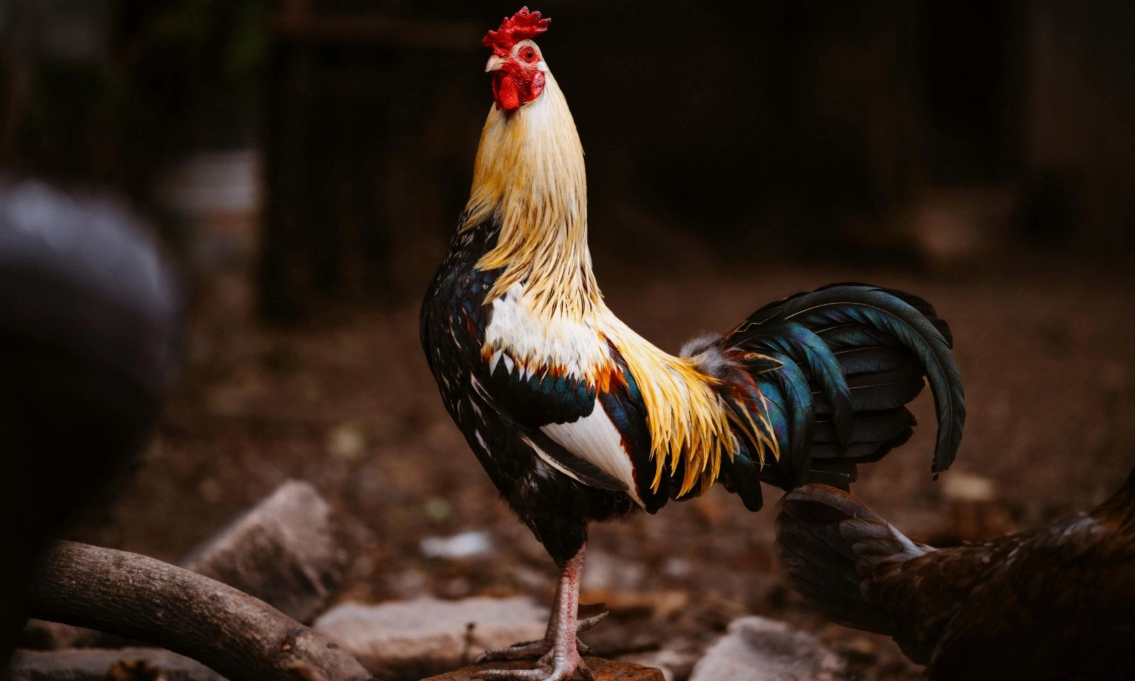 3 con giáp càng nỗ lực càng giàu có trong 2 tháng đầu hè 2026