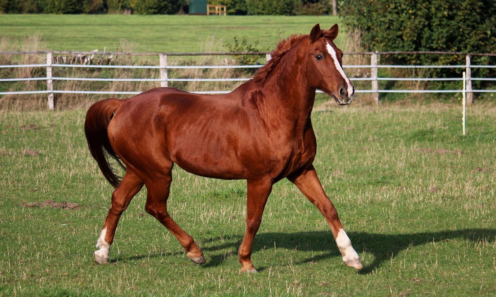 Quan Âm ban phúc: 3 con giáp sắp đón tin vui về đường con cái