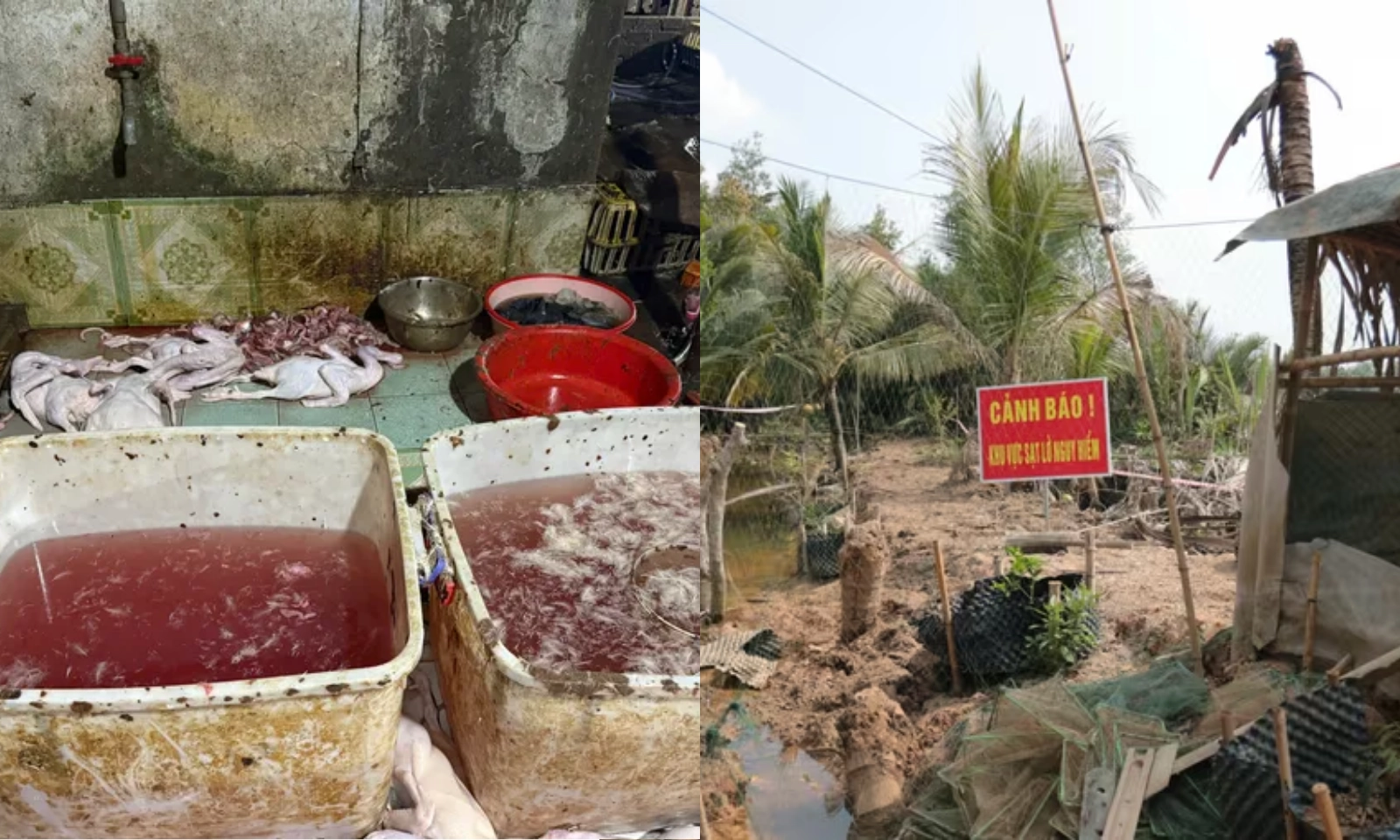 Điểm tin chiều 24/4: Phạt điểm giết mổ gia cầm trái phép | Sạt lở ven sông Vàm Cỏ Tây ở Tây Ninh