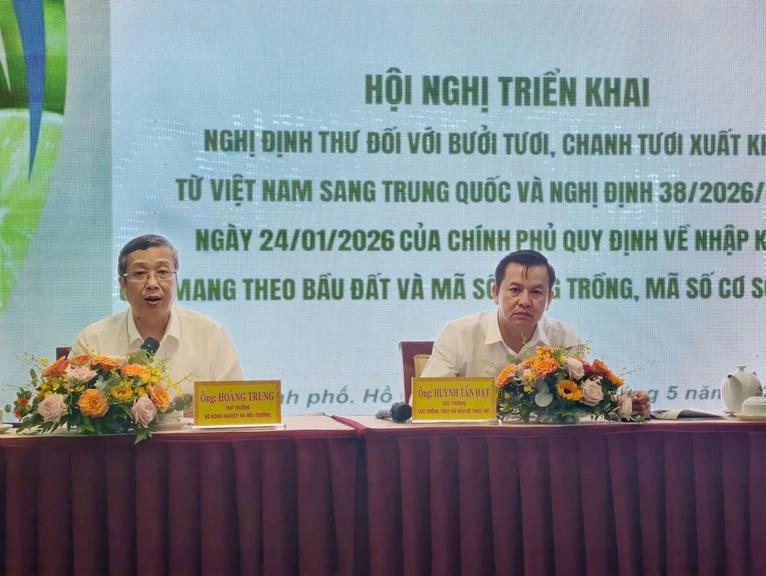 Bưởi tươi, chanh tươi Việt Nam được xuất khẩu sang Trung Quốc: Doanh nghiệp, nông dân mừng