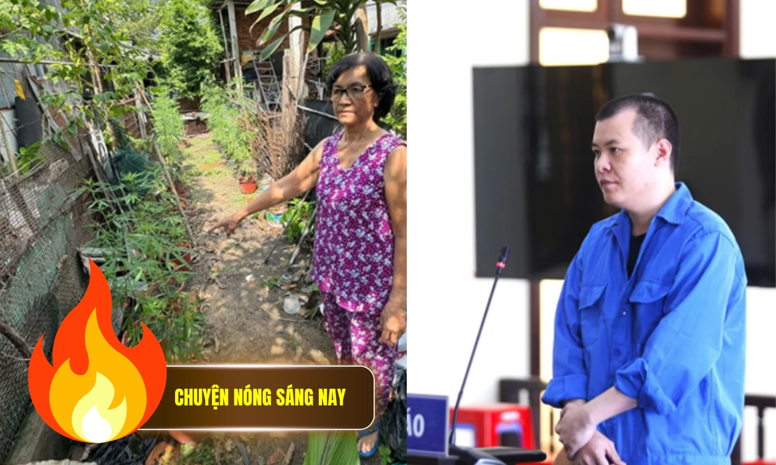 Chuyện nóng sáng 26/5: Lộ vườn cần sa gần 24kg ở TP.HCM | Dùng súng “giả” để cướp tiệm vàng