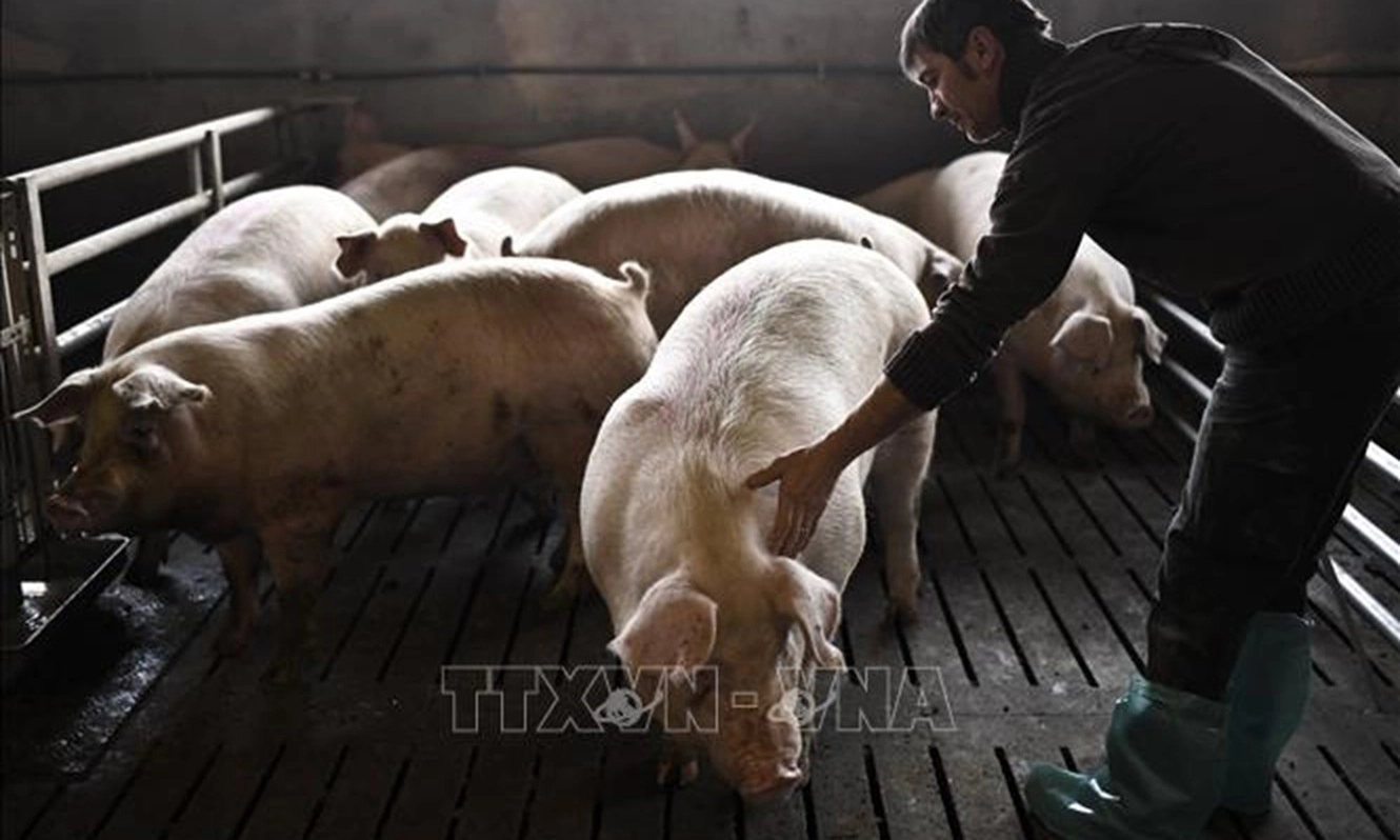 Lương Nông Liên hợp quốc cảnh báo nguy cơ bùng phát dịch bệnh động vật xuyên biên giới
