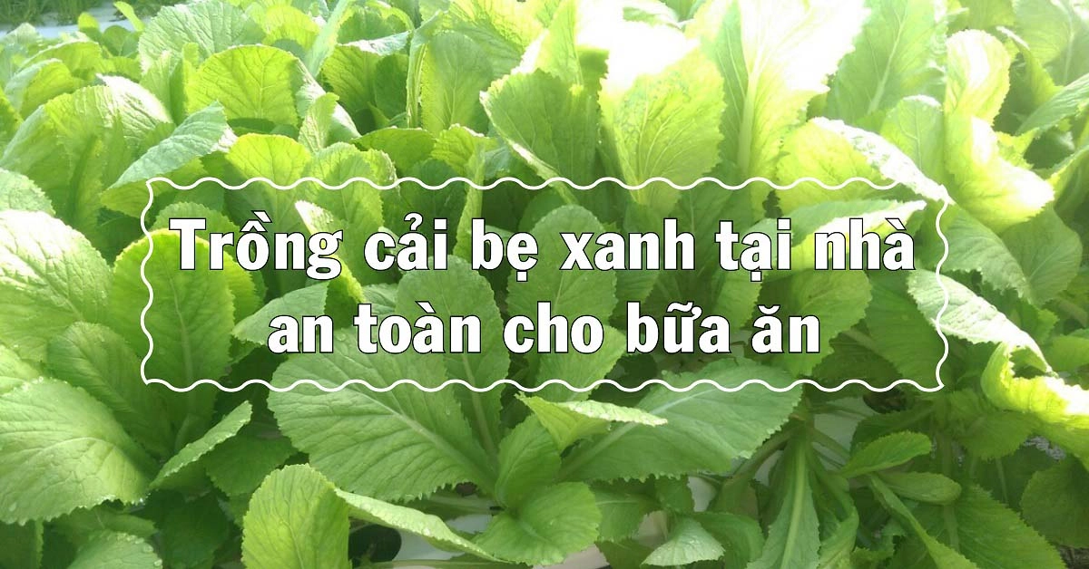 Kỹ thuật trồng cải bẹ xanh tại nhà để có rau sạch, an toàn