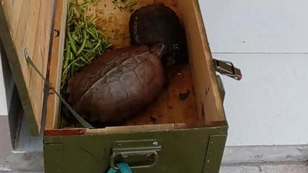 TPHCM: Gần Tết mua bán rùa lại “nóng” trở lại