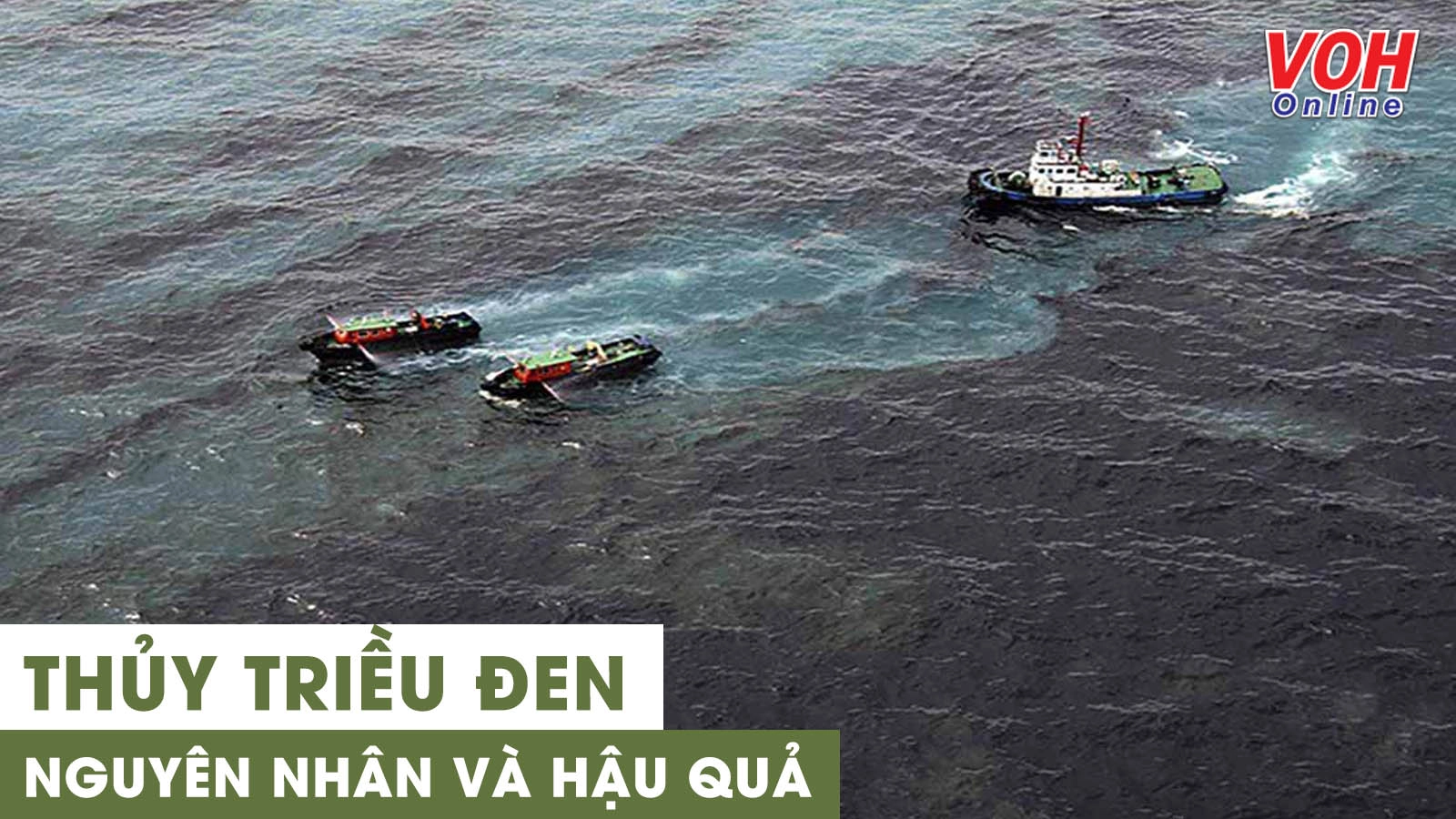 Thủy triều đen là gì? Hậu quả gây ra cho sự sống trên đại dương