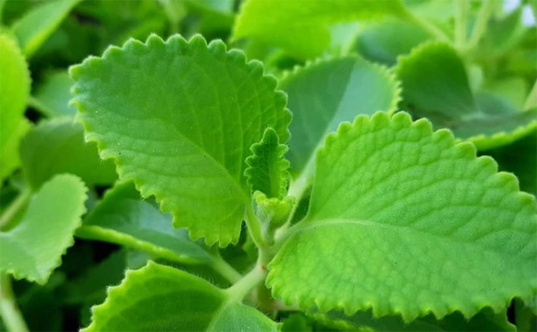 Mứt tần dày lá hỗ trợ điều trị ho khan