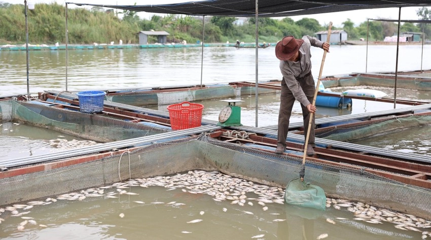 Cá chết hàng loạt trên sông nghi do nắng nóng