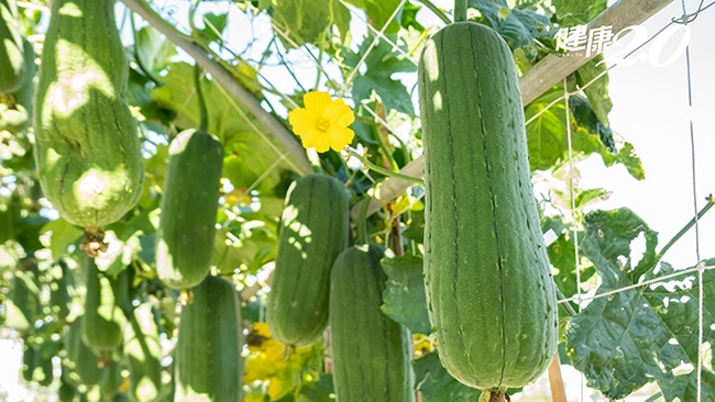 Mướp hương một loại rau ngon không thể bỏ qua trong mùa hè