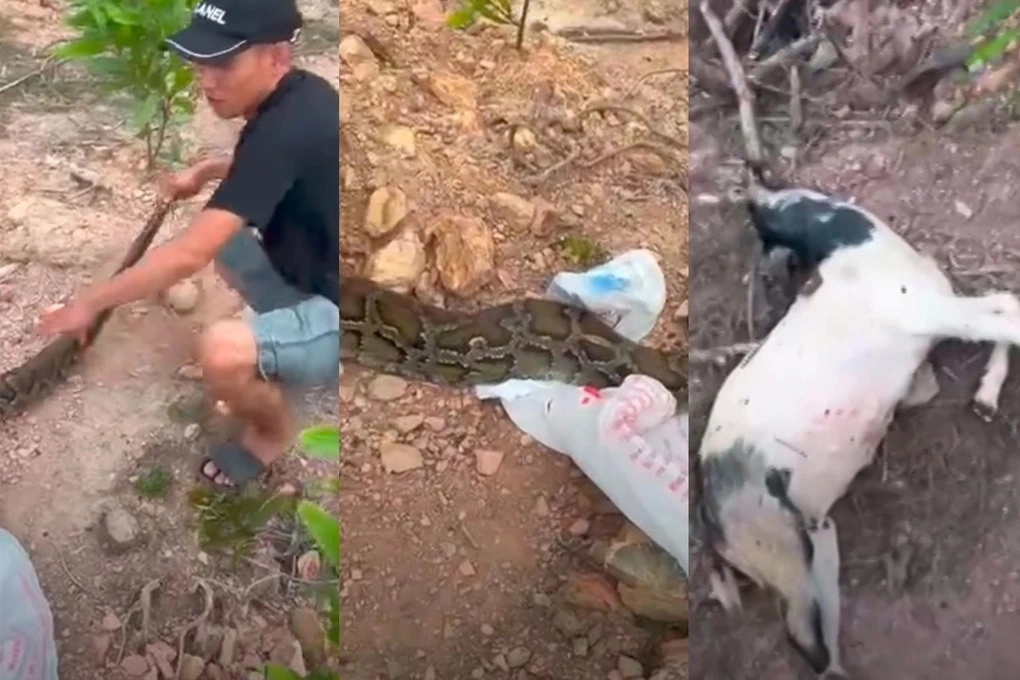 Clip vây bắt trăn đất khủng chuyên ăn dê của người dân