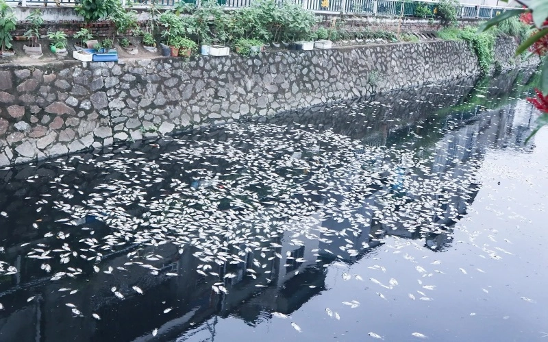 Cá chết nổi trắng hào thành cổ Vinh