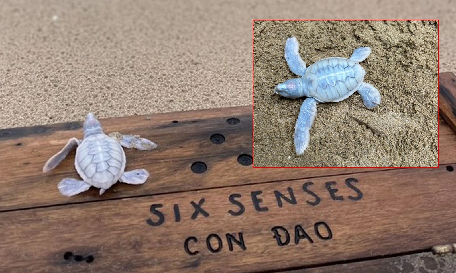 Rùa biển Bạch Tạng quý hiếm chào đời tại Côn Đảo