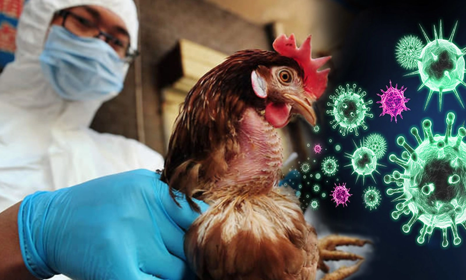 Thời tiết chuyển mùa, thay đổi bất thường, virus cúm gia cầm dễ phát triển