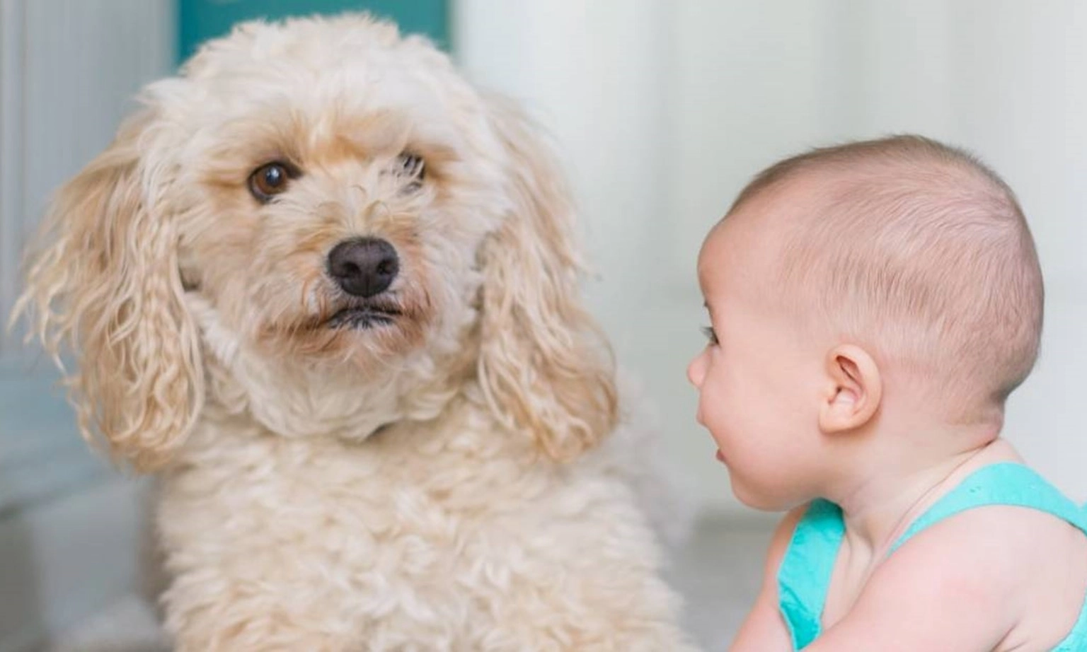 Gia đình có trẻ nhỏ cần lưu ý gì khi nuôi thú cưng?