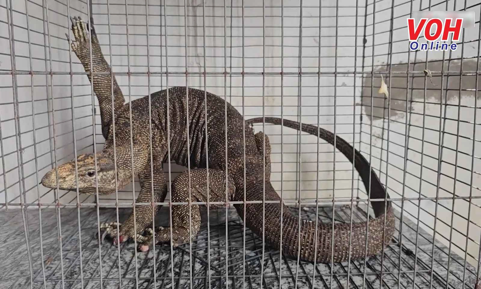 TPHCM: Phát hiện con kỳ đà to trong góc tủ